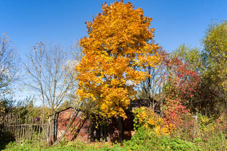 Maple tree in warm and sunny autumn dayの写真素材