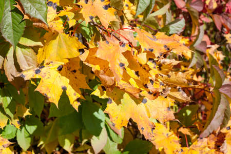 Maple tree in warm and sunny autumn day