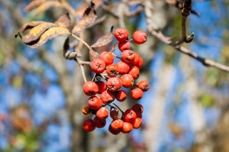 Mountain ash cluster in warm and sunny autumn dayの写真素材