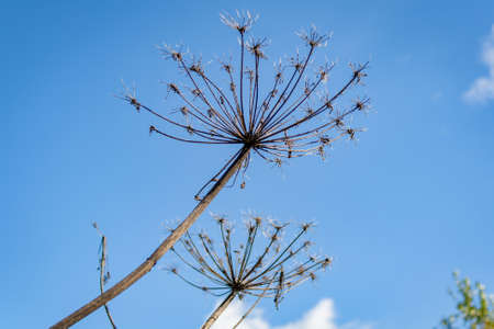 Field plants in warm and sunny autumn dayの写真素材