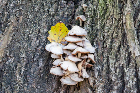 The mushrooms growing on a tree in the park in sunny autumn dayの写真素材