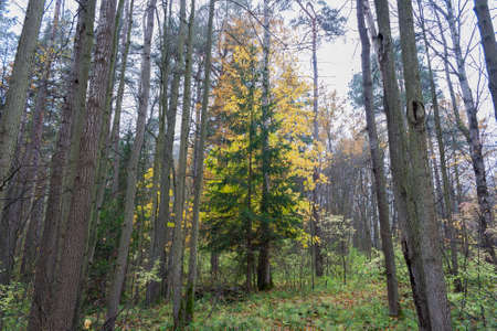 Forest landscape in cloudy and rainy autumn dayの写真素材