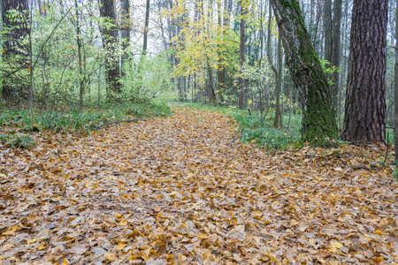 Forest landscape in cloudy and rainy autumn day