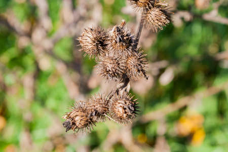 Dry buds of plants in sunny autumn dayの写真素材