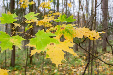 Autumn landscape in the city park leaves of trees close upの写真素材