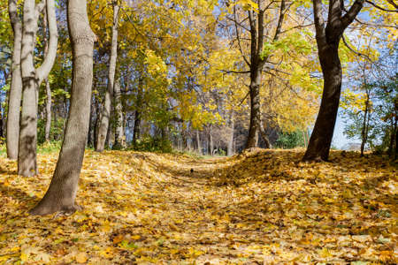 Landscape in the city park in sunny autumn dayの写真素材
