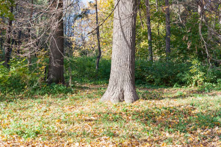Landscape in the city park in sunny autumn day