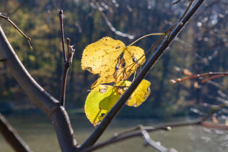 Autumn landscape in the city park leaves of trees close up
