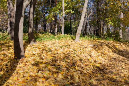 Landscape in the city park in sunny autumn dayの写真素材