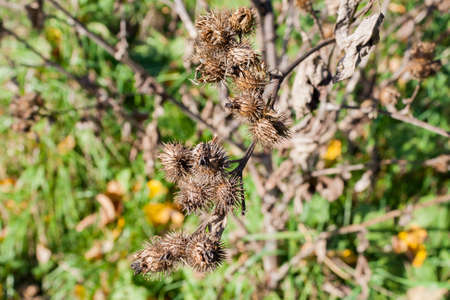 Dry buds of plants in sunny autumn dayの写真素材