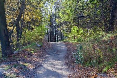 Landscape in the city park in sunny autumn day