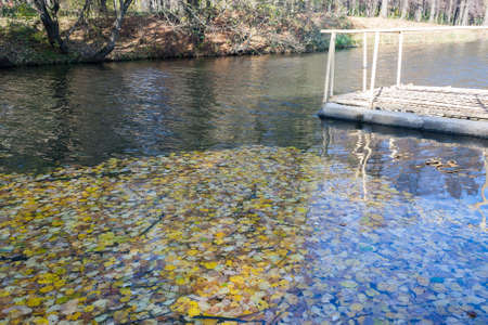 Fallen leaves in water in sunny autumn dayの写真素材