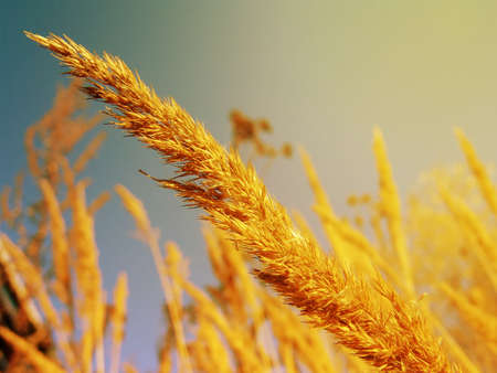 Golden spike of field plants at sunset of autumn day closeupの写真素材
