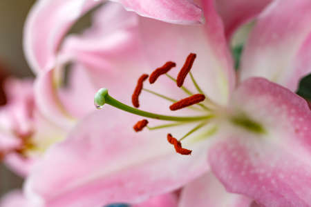 Flowers of a pink garden lily closeupの写真素材