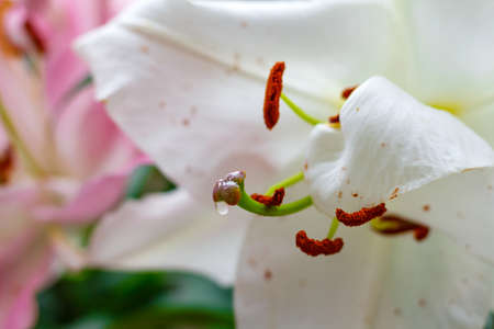 Flowers of a white garden lily closeupの写真素材