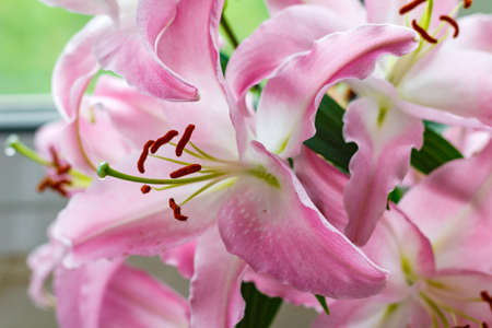 Flowers of a pink garden lily closeupの写真素材