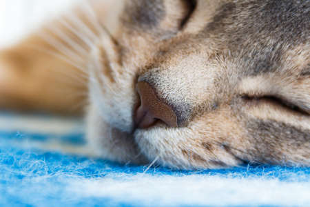 Abyssinian cat sleeping on a blue plaid closeupの写真素材