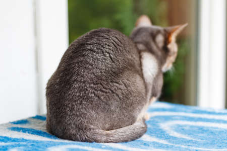 Abyssinian cat lying on a blue plaidの写真素材