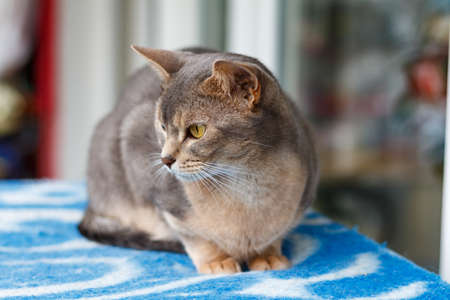 Abyssinian cat lying on a blue plaidの写真素材