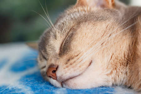 Young abyssinian cat sleeping on a blue plaid closeupの写真素材