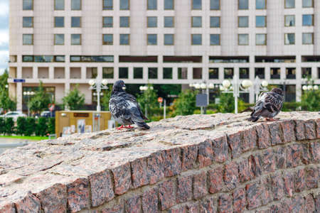 Wild pigeons on the granite wall in the city parkの写真素材