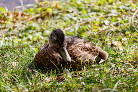 Wild duck sleeps in the green grass on the lake shoreの写真素材