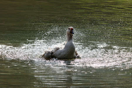 Wild goose splashing in the lake on a warm autumn day