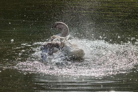 Wild goose splashing in the lake on a warm autumn dayの写真素材