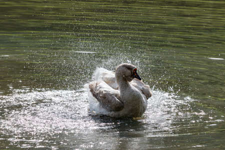 Wild goose splashing in the lake on a warm autumn dayの写真素材