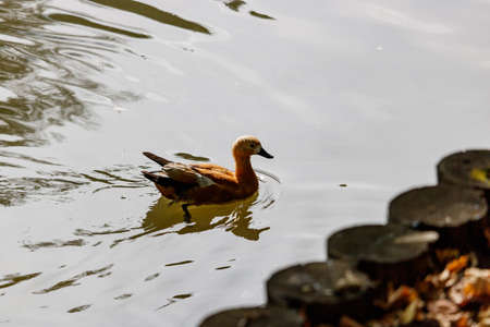 Ruddy shelduck floating on the lake on a sunny dayの写真素材