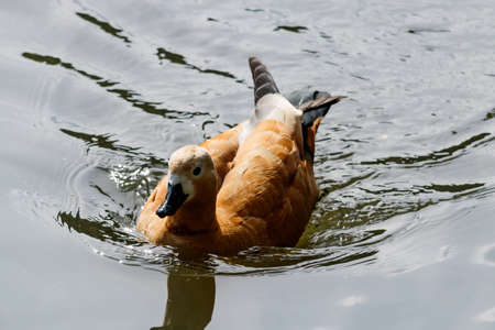 Ruddy shelduck floating on the lake on a sunny dayの写真素材