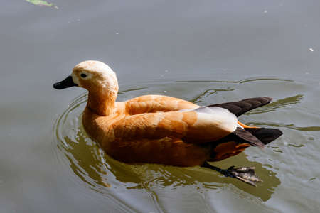 Ruddy shelduck floating on the lake on a sunny dayの写真素材