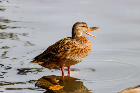 Wild duck resting on a stump in a city pondの写真素材