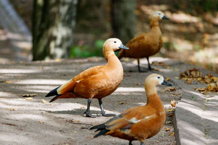 Ruddy shelduck on a walking path in a city parkの写真素材