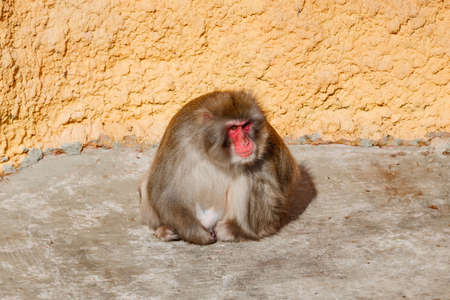 Adult male monkey is sitting on the floorの写真素材
