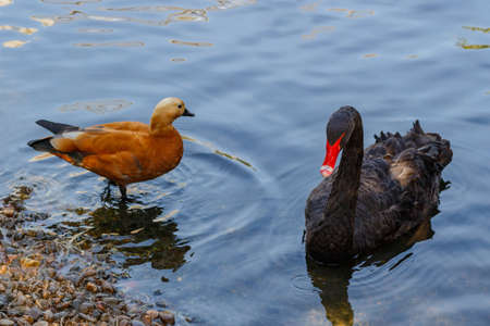 Black swan on the lake at zoo. Cygnus atratusの写真素材