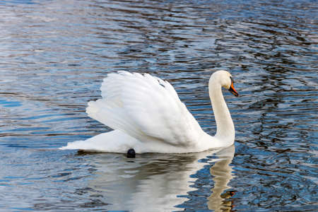 White swan with raised wings floating on the water surface of the riverの写真素材