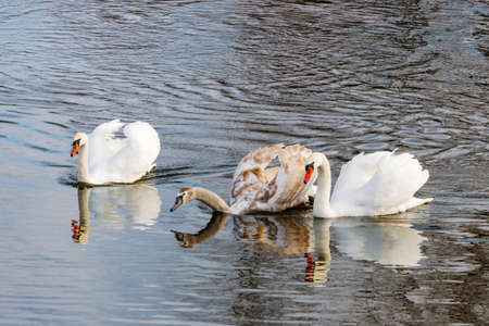White swans family on the water surface of the riverの写真素材