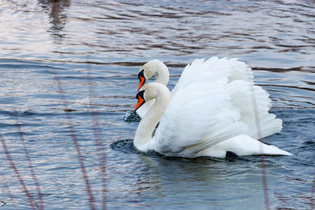 Two beautiful white swans swim on the lakeの写真素材