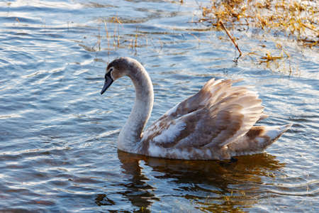 Beautiful young swan swims along the lake in winterの写真素材