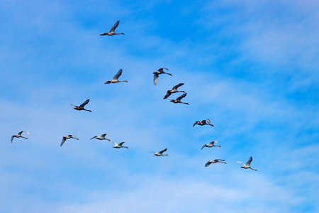 Flock of flying white swans against a blue skyの写真素材
