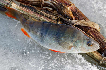 Caught fresh perch lies on the ice of the lake. Ice fishing in winterの写真素材