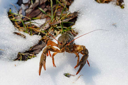 Cancer on the snowy shore of the pond on a sunny spring dayの写真素材