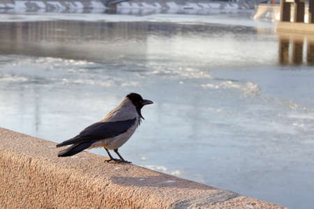 Crow on the granite fence of the embankment against the frozen river on a spring day
