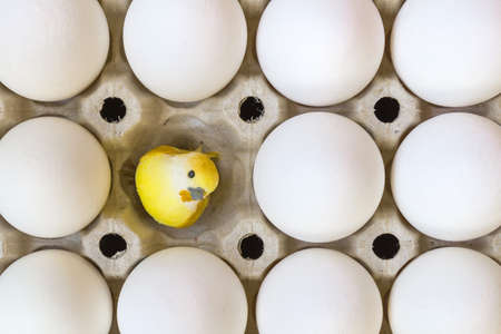 White chicken eggs in cardboard tray with yellow baby chick toy in empty slot. View from the top