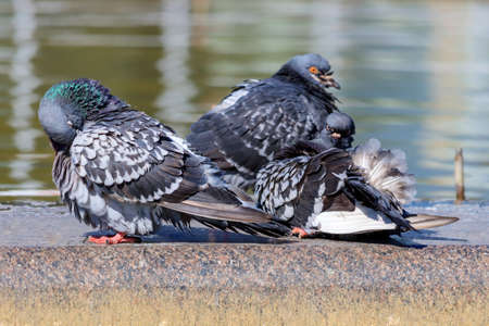 Wet wild pigeons sit on the granite fence of the fountainの写真素材