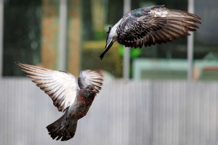 Two wild pigeons take off from the asphalt in the town square