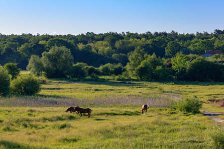 Horses grazing on green grass of a meadow on a sunny summer morningの写真素材