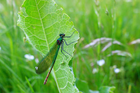 Dragonfly sits on a green leaf of the plant in summer dayの写真素材