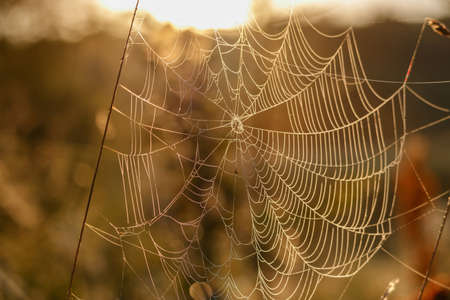Spider web with dew drops on a plants stems at sunny summer morning